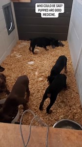 2.7K views · 84 reactions | Puppy videos are such good medicine. This video is a blast from the past. It's fun to go back in time and watch these little guys and girls playing. #dobermanpinscher #doberman #puppylove #puppies #dogstagram | Bell's Strawberry Farm Doberman Fan Club | Facebook