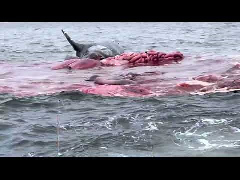 Whale Explodes!