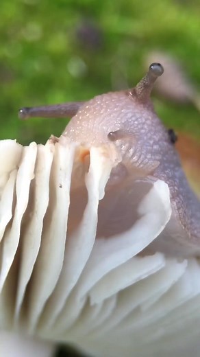 The anatomy involved in land snail feeding is fascinating! Snails have evolved to eat just about everything; they are herbivorous, carnivorous, omnivorous, and detritivorous — eating decaying waste from plants and other animals. There are specialist and generalist species that eat worms, vegetation, rotting vegetation, animal waste, fungus, and other snails.Snails eat with a jaw and a flexible band of thousands of microscopic teeth, called a radula. The radula scrapes up, or rasps, food particle