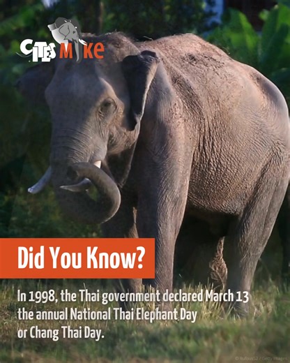 Celebrating National #Elephant Day in Thailand! สุขสันต์วันช้างไทย 🐘🇹🇭 Every year on March 13, #Thailand celebrates National Elephant Day (Chang Thai Day) to honor its national animal: the Asian elephant (Elephas maximus). Chang Thai Day serves three main purposes: 🟢 Recognizing the significance of elephants in Thailand 🟢 Highlighting the deep connection between Thai culture and elephants 🟢 Raising awareness about the conservation of Thailand’s elephant population and their habitat The CIT