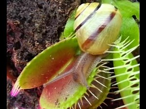 Giant Snail vs. Venus Flytrap: The Escape