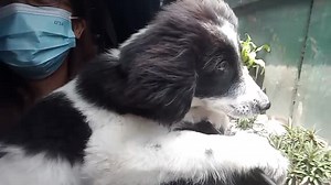 29K views · 199 reactions | Cordillera Music & Arts on Reels | Facebook