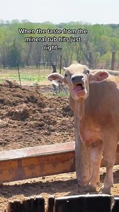 Elsa is a Brown Swiss cow who enjoys life at The Little Red Farm. She literally run to the dairy parlor to get milked and always finds time for…whatever this is #homestead #homesteading #nebraska #sustainable #regenerativeagriculture #dairycow #rawmilk #brownswiss #funnyanimals #sillycow | The Little Red Farm