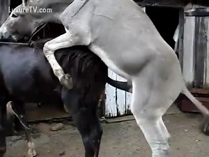 Jeune cheval baise une jument qui a plus d'envergure que lui
