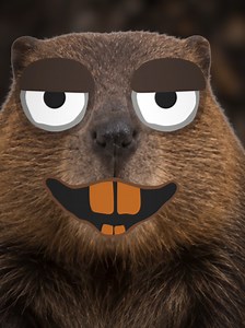 VISITANDO a casa de um castor! #castor #animais #casa #curiosidades | castor