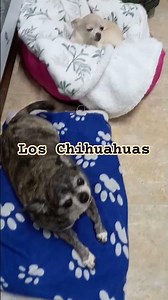 Los 🐶 perros más pequeños del mundo...