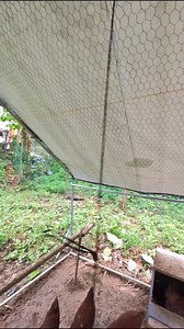 Additional breeders ng ating Rhode Island Red Chicken #backyardchickenfarming #freerangechickenfarming #KASANGGA #manukan #manok Part 5 | Ka Sangga