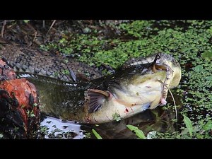 EPIC Snake vs CATFISH! Who WINS?!