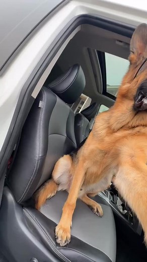 This trend but with Kaiser 😂 | German shepherd community