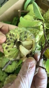 2.8K views | Trai Cay Ngon on Reels | Facebook