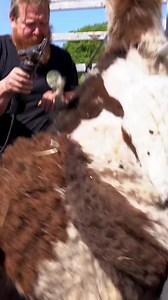 Welcome back troops to another episode of our Video Diaries series! Today Terry is going to be shearing Rosie! Everybody’s favourite Huarizo (cross between an alpaca and a llama.) As anyone who has met Rosie will tell you - she has a super sassy attitude which may make this Terry’s most challenging shearing session yet! Buckle up for an exciting episode folks because this one’s going to get spitty! Watch now! 👉 https://youtu.be/lGTifX6iAzU | Alpacaly ever after