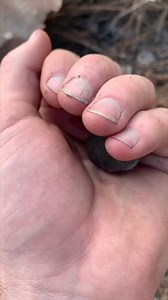1.6K views | The only venomous mammal in the US  #shorttailedshrew | Random FACTS | Facebook