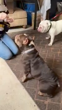 Cher is learning how to sit! Apply to adopt this sweet girl! | American Bulldog Rescue