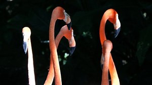 Groupe de flamants roses mexicains dans : vidéo de stock (100 % libre de droit) 1091112407 | Shutterstock