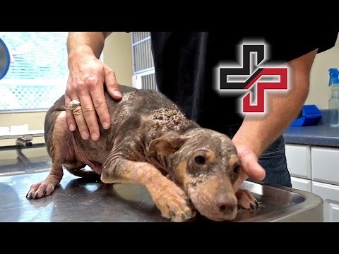 Let's Change this Monster Back into a Puppy