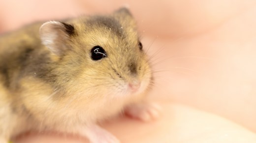 How to Spot a Sick Mouse: Common Illnesses in Pet Mice