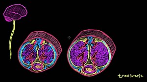 Transport plemników - erekcja i ejakulacja - film z polskimi napisami
