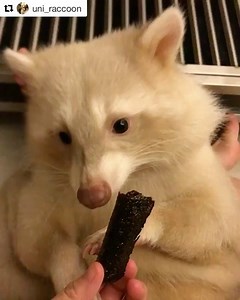 21K views · 991 reactions | Oh, Hello albino raccoon eating seaweed. | Nick Kroll | Facebook