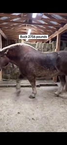 #8belgians​ #horse #animalwelfare #asmr #farriersoftiktok #horseshoe #farrier #satisfying #hoof #care (5) | 8Belgians
