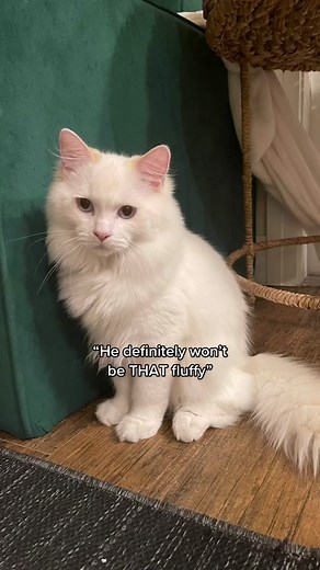 Delilah & Decklyn on TikTok