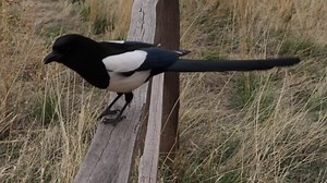 File:Black-billed magpie (Pica hudsonia) in Colorado.webm - Wikimedia Commons