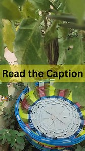 Spider Mite Tetranychus urticae can be seen underside of the leaves of brinjal plant. Adult spider mites are very small in size approximately 1/50 inch in length, and are yellow to dark crimson in color, with dark spots. Mites usually appear in late June-August, more prevalent in hot, dry weather. Neem oil spray can be used to cure but when the infestation is more in older plants, it means lack of immunity and it is better to uproot them. Here in my case, after this harvest, I am going tp cut al