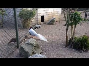 Silver Pheasant Faisan argenté Silberfasan Faisán Plateado.
