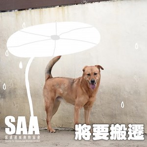 SAA 保護遺棄動物協會 on Reels