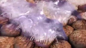💥Infectious bronchitis in poultry🐔 #vets #vetmed #poultry #copied | Half Baked Veterinarian