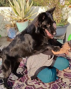 3.4K views · 94 reactions | German Shepherds getting sun bath with mom - German Shepherd & Lina #CameraBaba #doggo #germanshepherdofinstagram #germanshepherdworld #gsdnation #dogtraining #sch #cute #husky #gsddaily #instagram #gsdlover #dogphotography #germanshepherdlovers #germanshepherddaily #gsdofig #germanshepherdlove #rottweiler #pitbull #doberman #gsdpage #pet #rescuedog #gsdlovers #germanshepherdsofig #puppylife #goldenretrievers | CameraBaba | Facebook