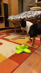 Boston Terrier dog play with a flying butterfly toy! 🐶🦋 | Boston Terrier World