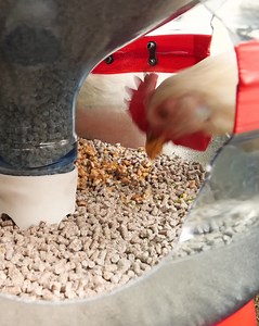 Incredible Animal Feeder | Hilarious Ted