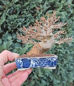 Bonsai Acer buergerianum Shohin 12cm 1490 Eur #bonsai #shohin #shohinbonsai | Ikigai Bonsai Berlin