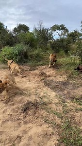 13K views · 2K reactions | A throwback to when the Masungulo male could still dominate a carcass. He is older now and in the twilight of his life although his condition improved quite a bit after recently killing a crocodile next to the Olifants river. #lions #wildlifeaddicts #lionsightings #krugerpark #balulenaturereserve #safarilodge | Pondoro Game Lodge | Facebook
