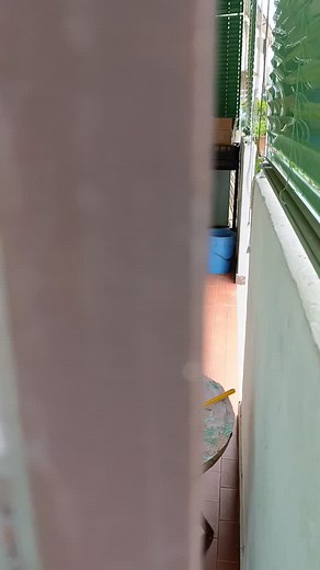 Il gatto del mio vicino... inquietante 😂😂😂😂 | Tellini Giovanna