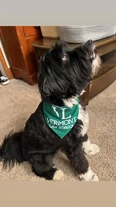 Dog bandanas from No Idle Hands Here | No Idle Hands Here