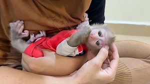 P0or Little Titas Get Red Eyes Stitch By A Insect While Climb On Tree #monkey | Luxury Monkey Koki