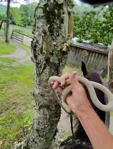 23 reactions · 4 comments | Baby 101…. Rope Gate …. Or in some horses minds “Hot wire” 樂… You must have good body control to get started with this task & we have to have Trees in the Way to Teach Our Babies ❤️ | Cowgirl Up Ranch NY | Facebook