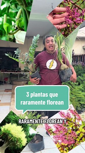 Plantas que raramente florean: Pata de elefante, Zamioculca y Árbol de la abundancia