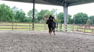 #Hutch #TWH #ColtStarting #BuildingConfidenceUnderSaddle #Video6 #SouthernAmbitions | Southern Ambitions Horsemanship