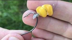 2.5K views · 49 reactions | Karpoviks Thanked | How to catch carp with sweetcorn #knot #diy #tool #trap #lure #fish #fishing #fishtank #fisherman #fishinglife #fishingtrip #fishnets | Mumu Kitchen | Facebook