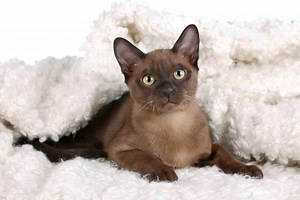 How Much Does Burmese Cat Cost? (2026 Price Guide)
