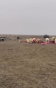 Polar Bears having some breakfast in Kaktovik, AK, today. Via Angel Akootchook #polarbear | Must Read Alaska