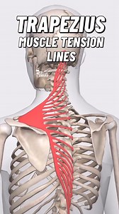 6.2K views · 68 reactions | The trapezius tension muscle line is one...