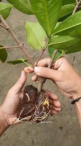Cara Memperbanyak Jambu Citra Bisa Untuk Budidaya #berkebun #tipsberkebun #tanamanrumah #urbanfarming #gardening #GrowYourOwnFood #plantlife #fblifestyle | Hobi Tanduran