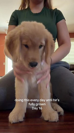 Golden Retriever Puppy Wiggle — Day 16 of Daily Growth