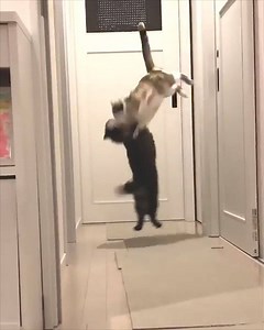 6.9M views · 41K reactions | "My cat has been watching too much WWE..."  | VT | Facebook