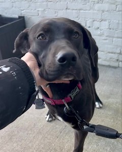 3.4K views · 162 reactions | PLEASE SHARE LOVEY! Hi I'm Lovey a 7...