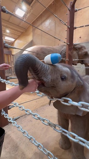 Adorable Baby Elephant at Toledo Zoo - Cute and Playful Moments