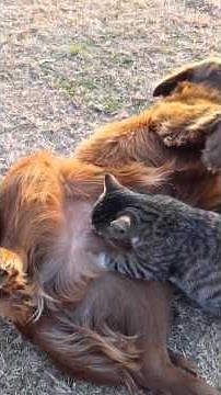 PREGNANT FEMALE CAT NURSING ON MALE DOG